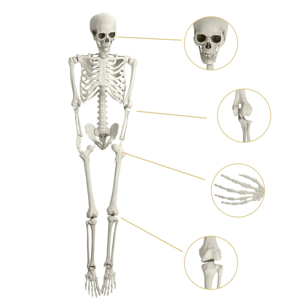 165cm Posable Full Body Skeleton N433