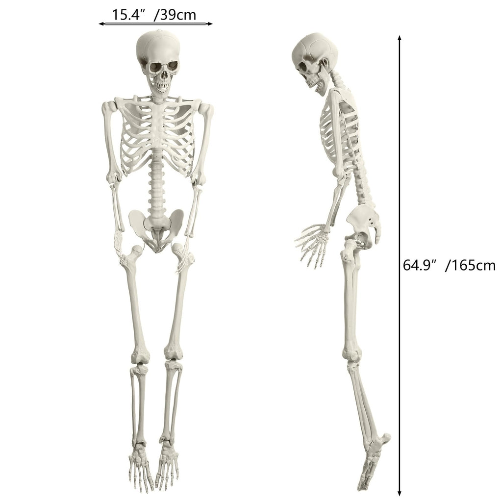 165cm Posable Full Body Skeleton N433