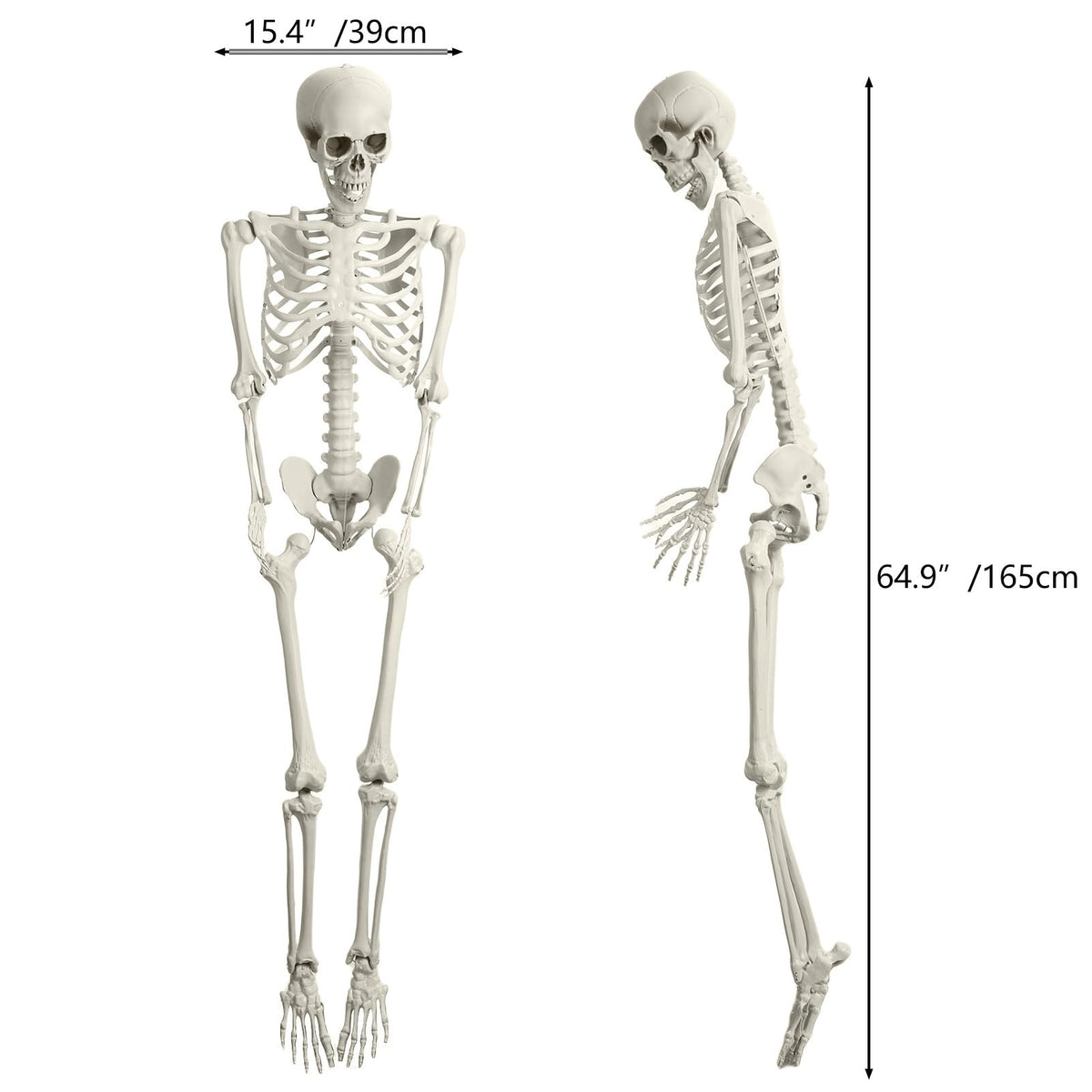 165cm Posable Full Body Skeleton N433