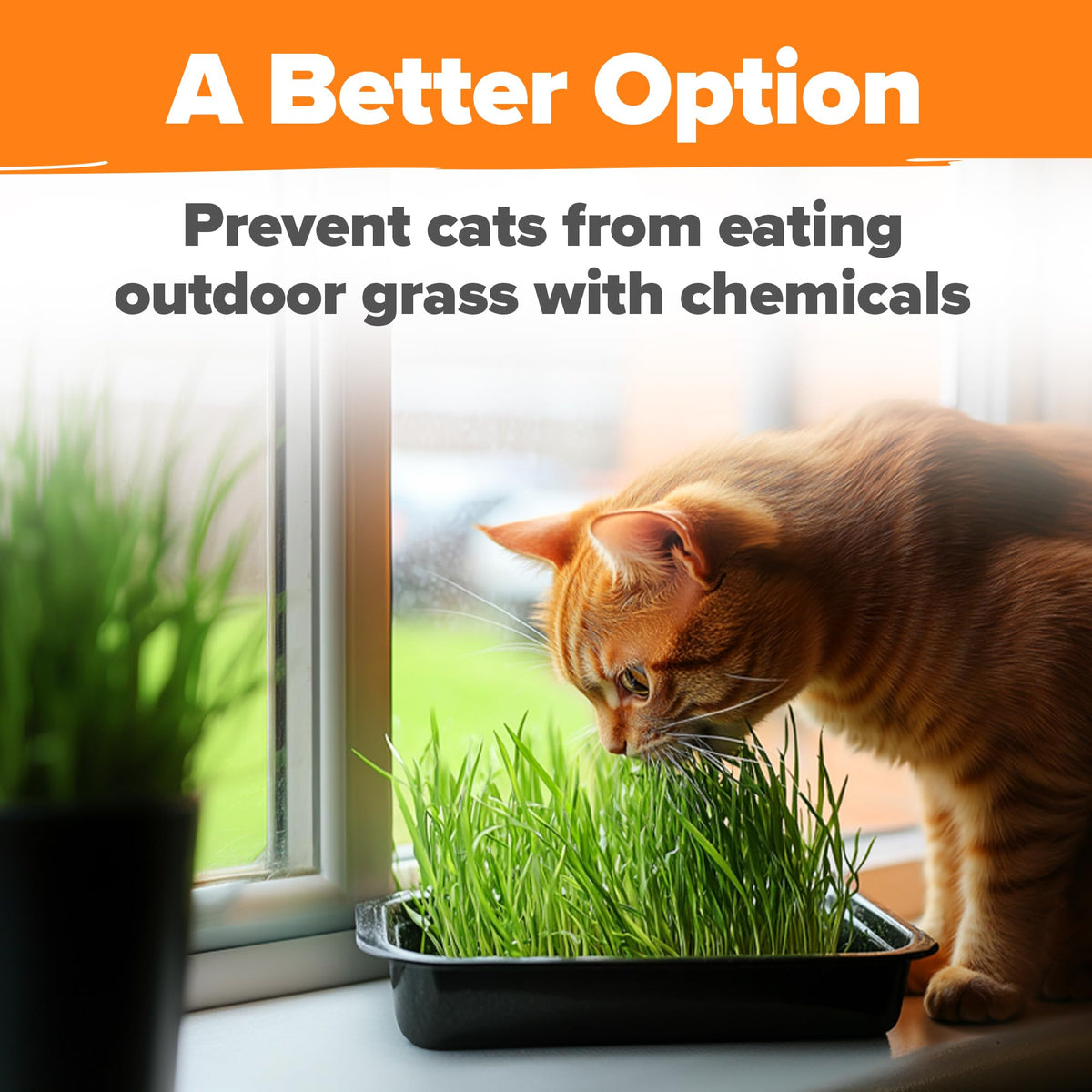 Cat Grass Seeds 4 oz Oat & Barley Mix G220