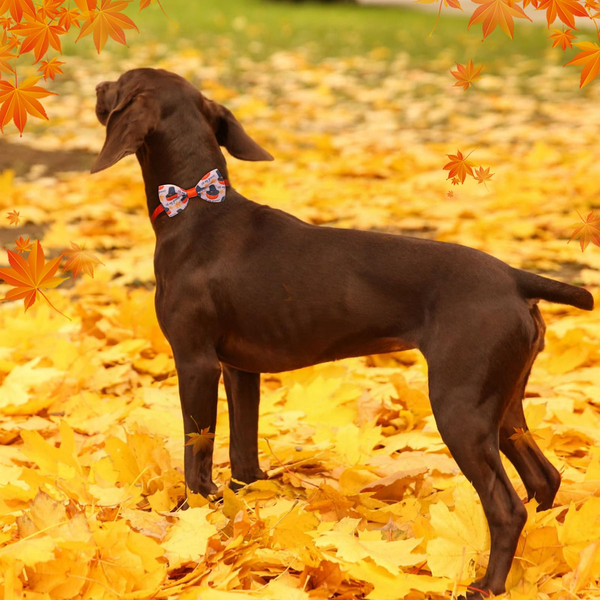 100 Pcs Adjustable Dog Bow Ties X667595
