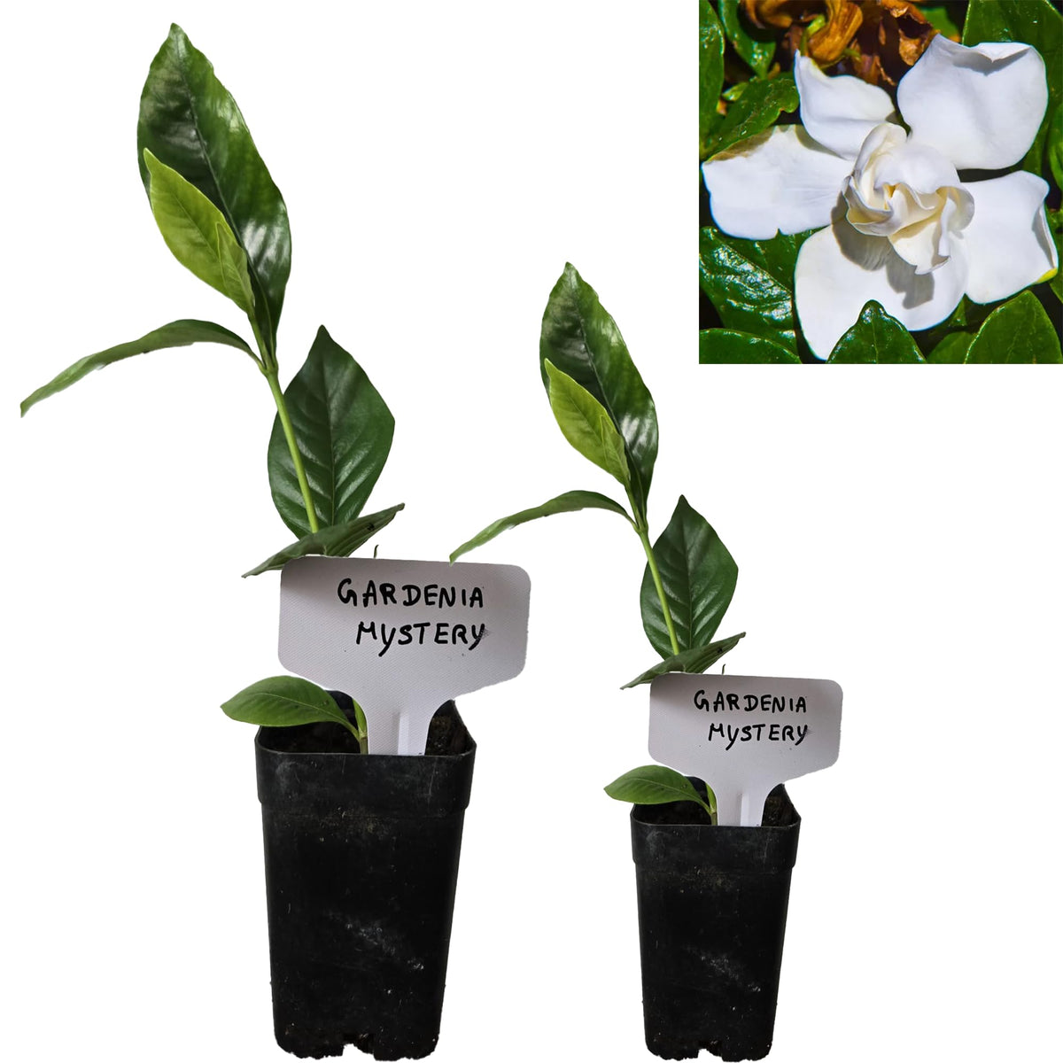 Gardenia Aromatic 2 x 2 inch Cups T653