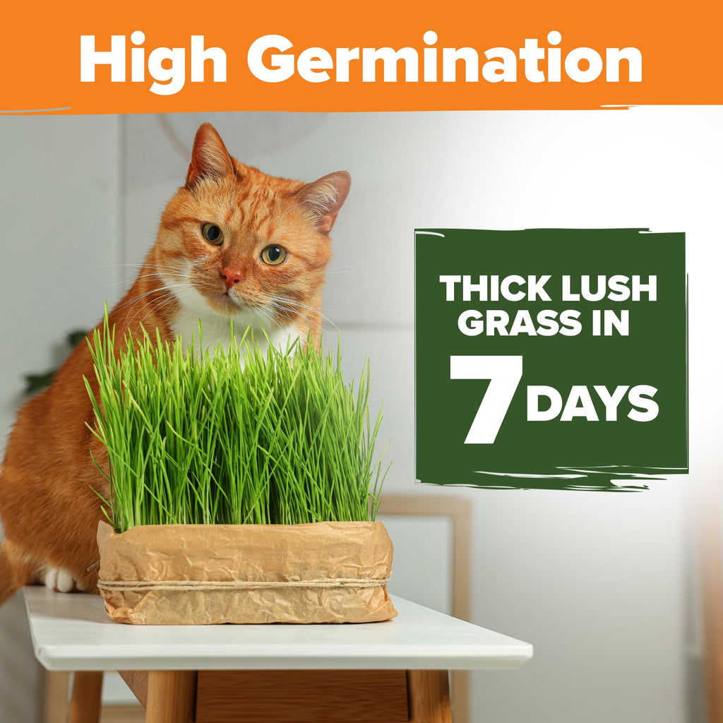 Cat Grass Seeds 4 oz Oat & Barley Mix G220
